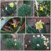 21st Feb 2023 - Daffy for Daffodils