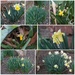 Daffy for Daffodils by allie912