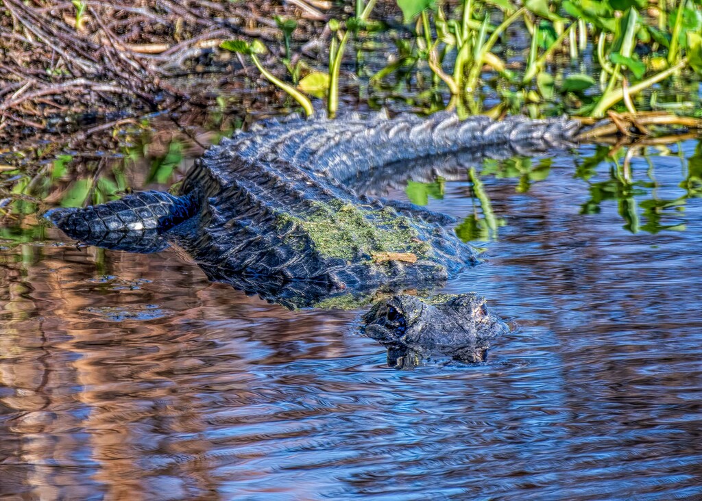 Gator! by photographycrazy