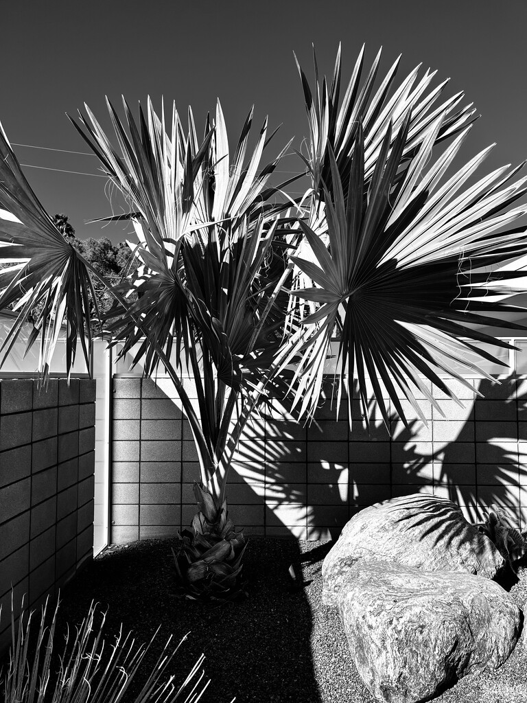 Biscane Palm by lisahenson