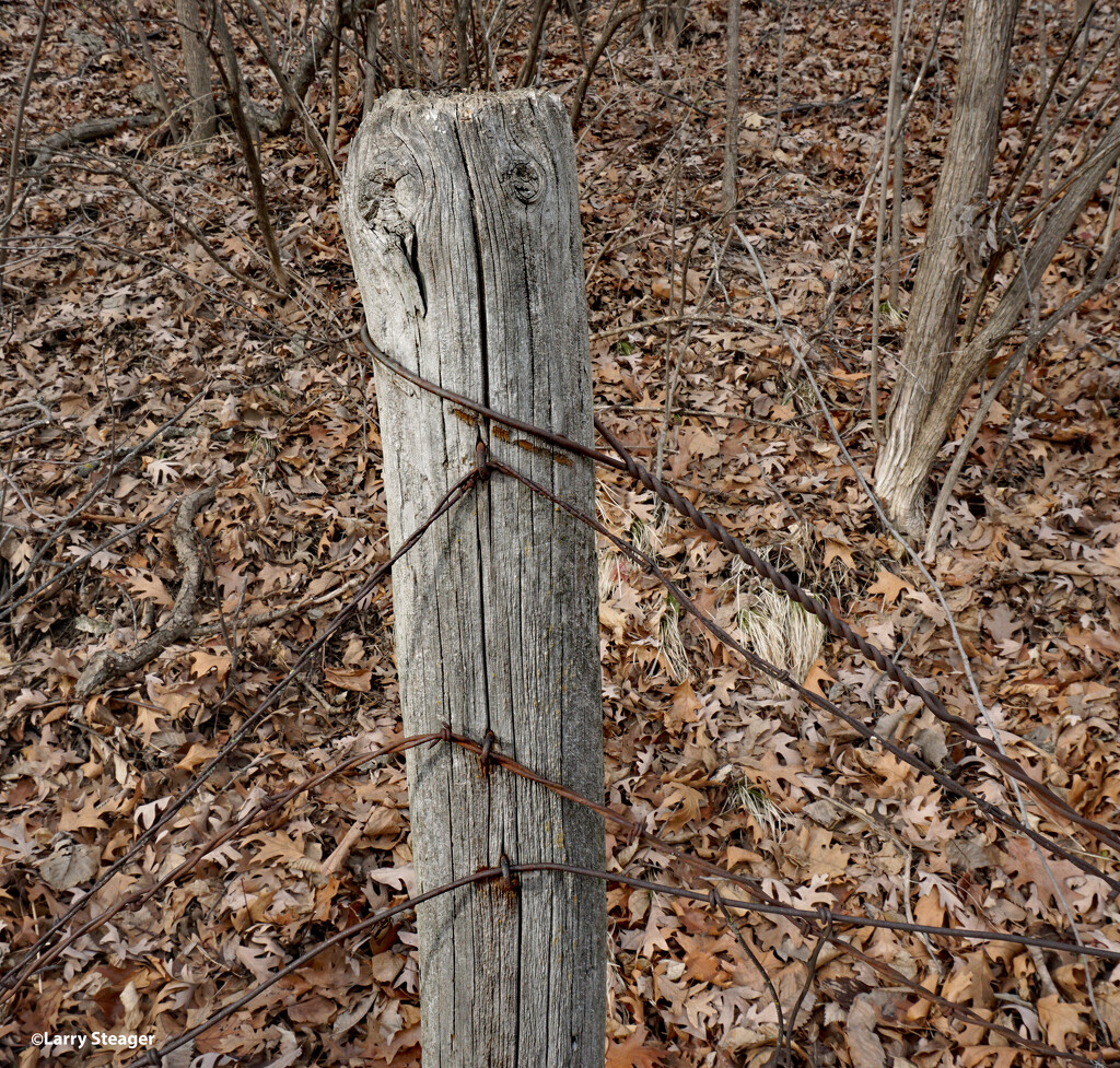Fence post wraped in barbed wire by larrysphotos