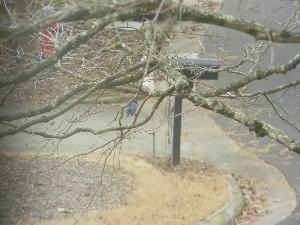 Bluebird on Tree Branch  by sfeldphotos