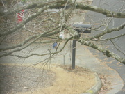 20th Feb 2023 - Bluebird on Tree Branch 