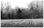 20th Feb 2023 - Field from the woods