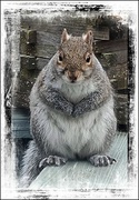 20th Feb 2023 - Oh Please Put Up a Squirrel Feeder!