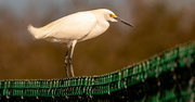 20th Feb 2023 - Snowy Egret, Checking Out the Water's Below!