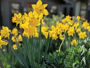 20th Feb 2023 - Daffodils 