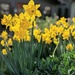 Daffodils  by kathybc