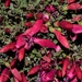 Abundant blooms by sandlily