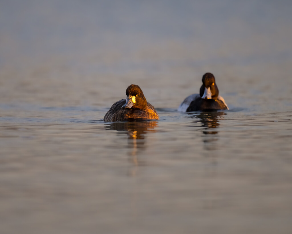 Scaup pair by nicoleweg