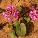 Pink wildflowers by sandlily
