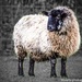 Woolly jumper  by stuart46