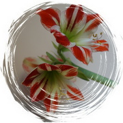 21st Feb 2023 - amaryllis in a whirl