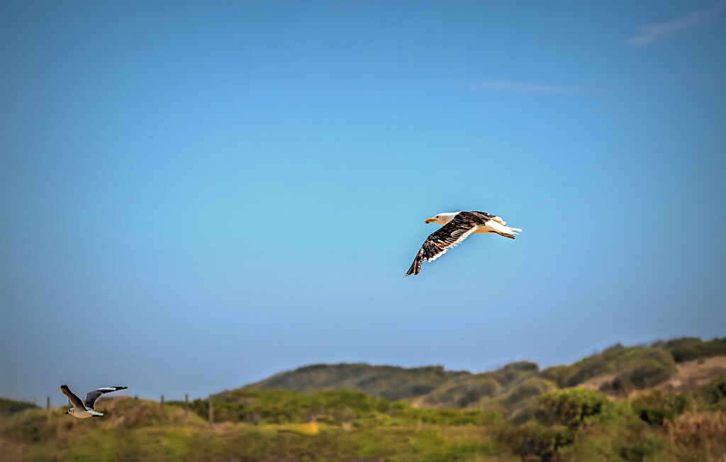 Gulls flying by by ludwigsdiana