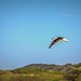 Gulls flying by by ludwigsdiana