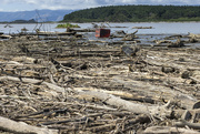 21st Feb 2023 - Cyclone Gabrielle debris