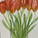 Tulips by artsygang