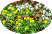 21st Feb 2023 - Aconites And Snowdrops