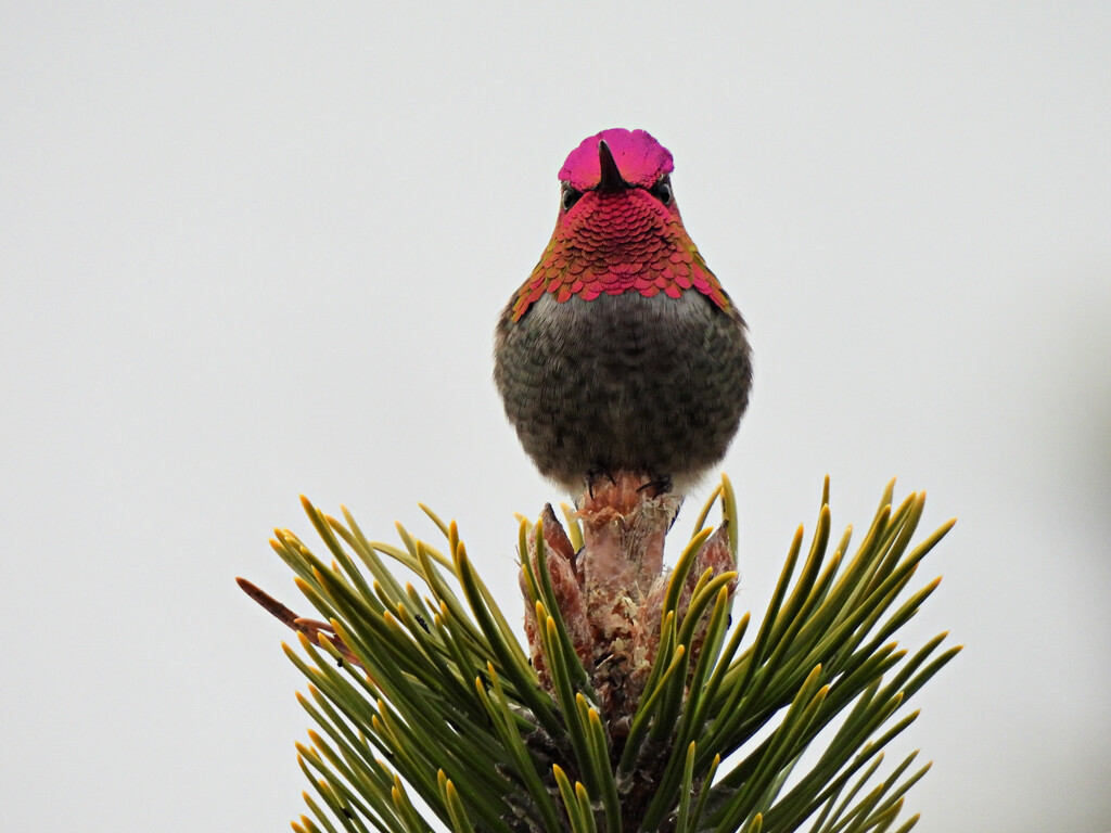 Hummingbird Tree Topper by seattlite