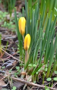 21st Feb 2023 - Yellow Crocus Flowers