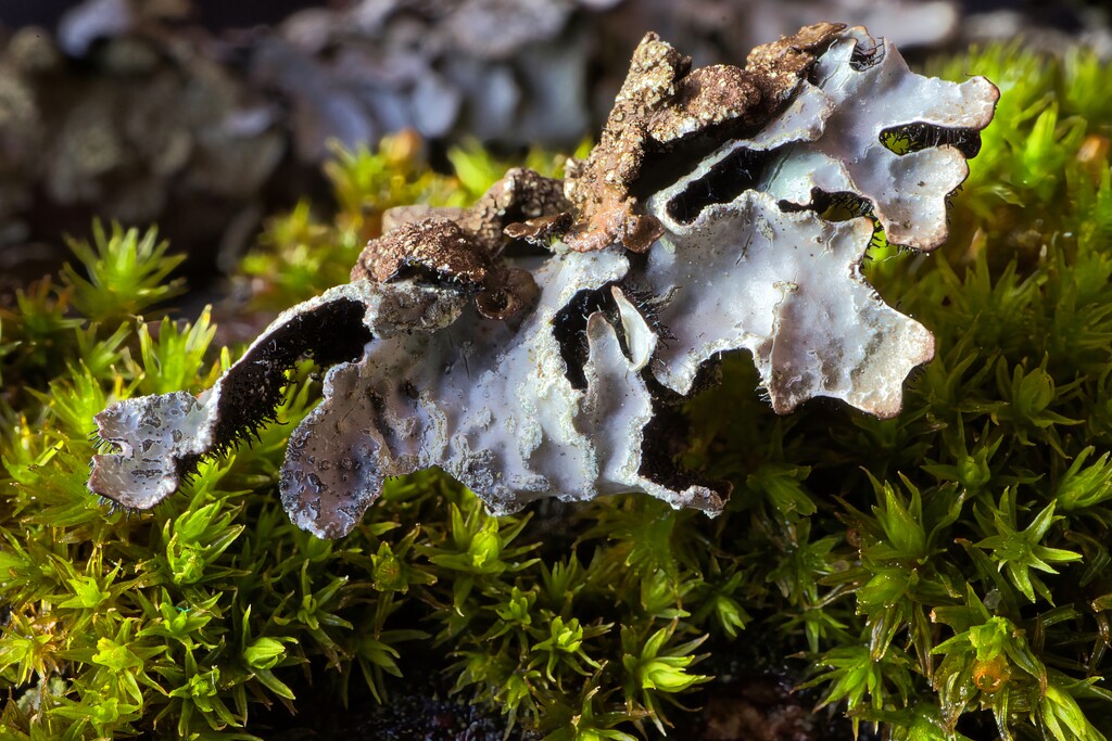 Lichen on moss by okvalle