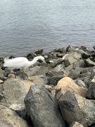 21st Feb 2023 - Snowy Egret