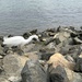 Snowy Egret by loweygrace