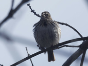 21st Feb 2023 - song sparrow