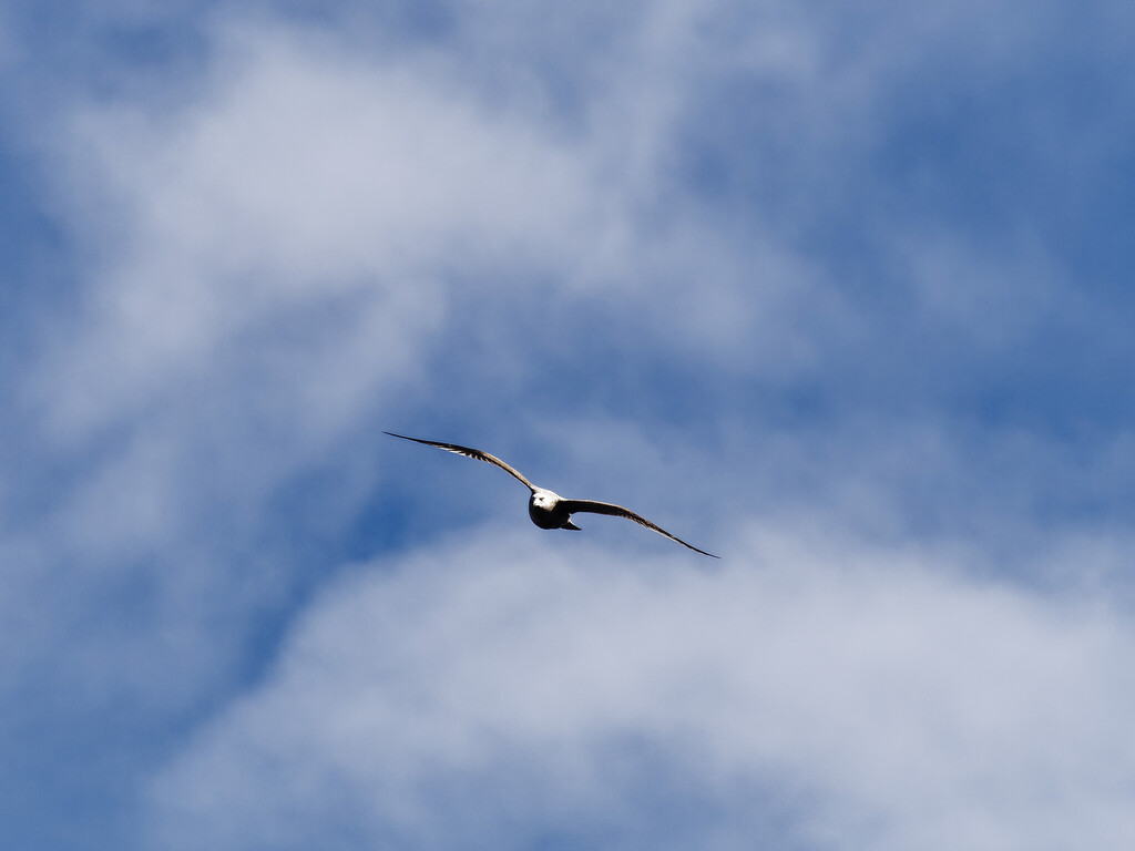 herring gull in the clouds by rminer