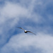 herring gull in the clouds by rminer