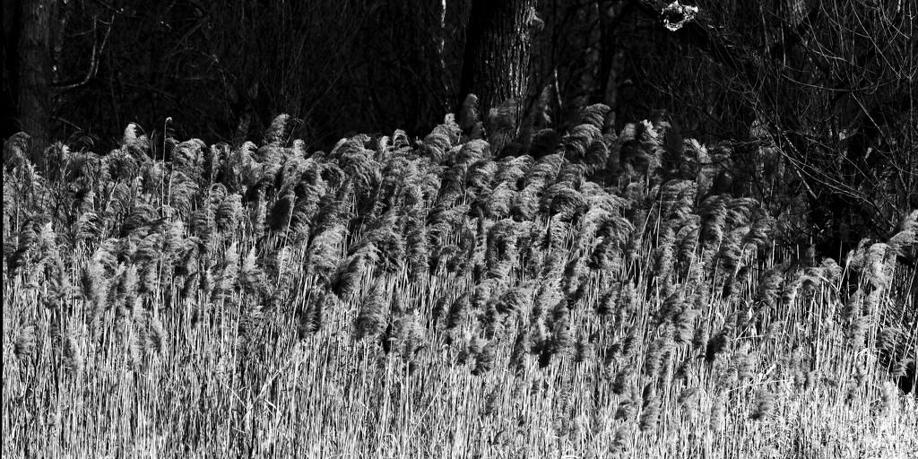 winter reeds by rminer