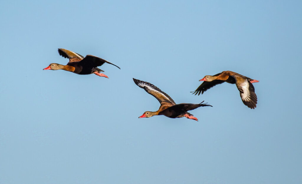 Whistling Ducks by photographycrazy