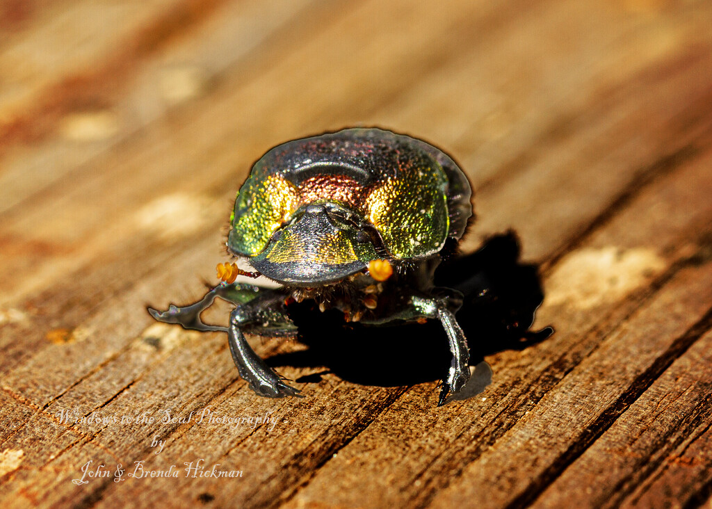 Colorful Beetle by swwoman