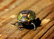 4th Feb 2023 - Colorful Beetle