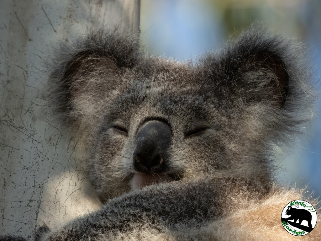 early mornings by koalagardens