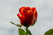 21st Feb 2023 - Orange rose