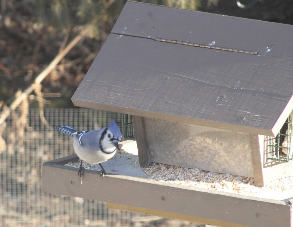 Bluejay at my feeder by mltrotter