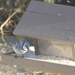 Bluejay at my feeder by mltrotter