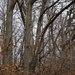Winter woods by larrysphotos