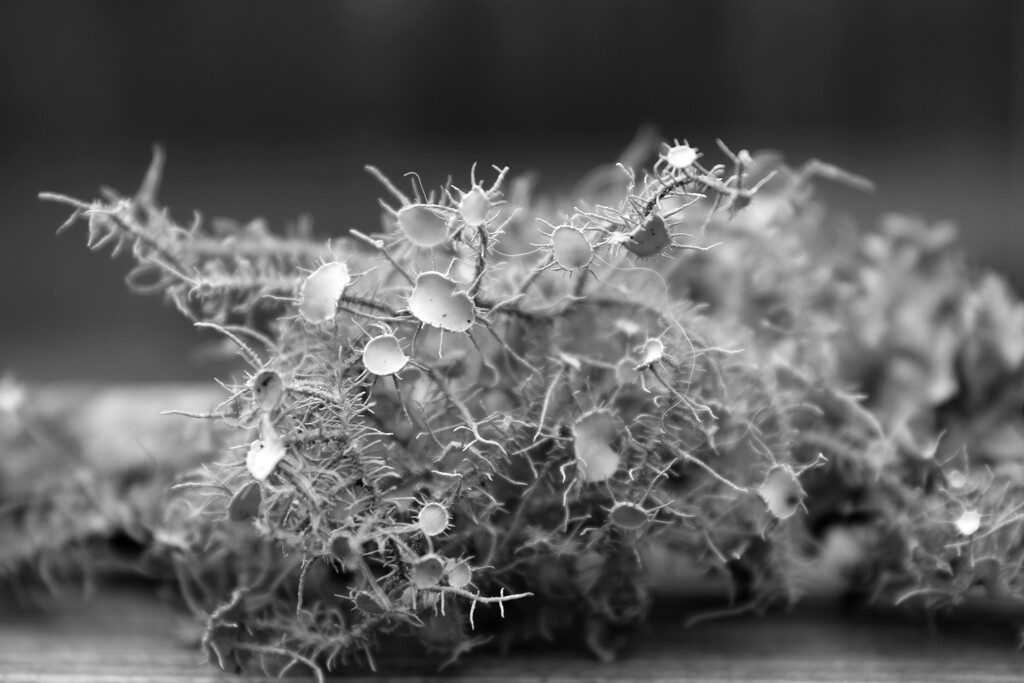 Bushy beard lichen... by marlboromaam