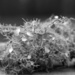 Bushy beard lichen... by marlboromaam