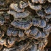 Turkey Tail by lsquared