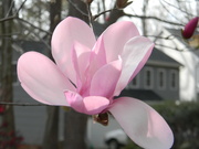 21st Feb 2023 - Magnolia Flower 