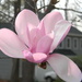 Magnolia Flower  by sfeldphotos