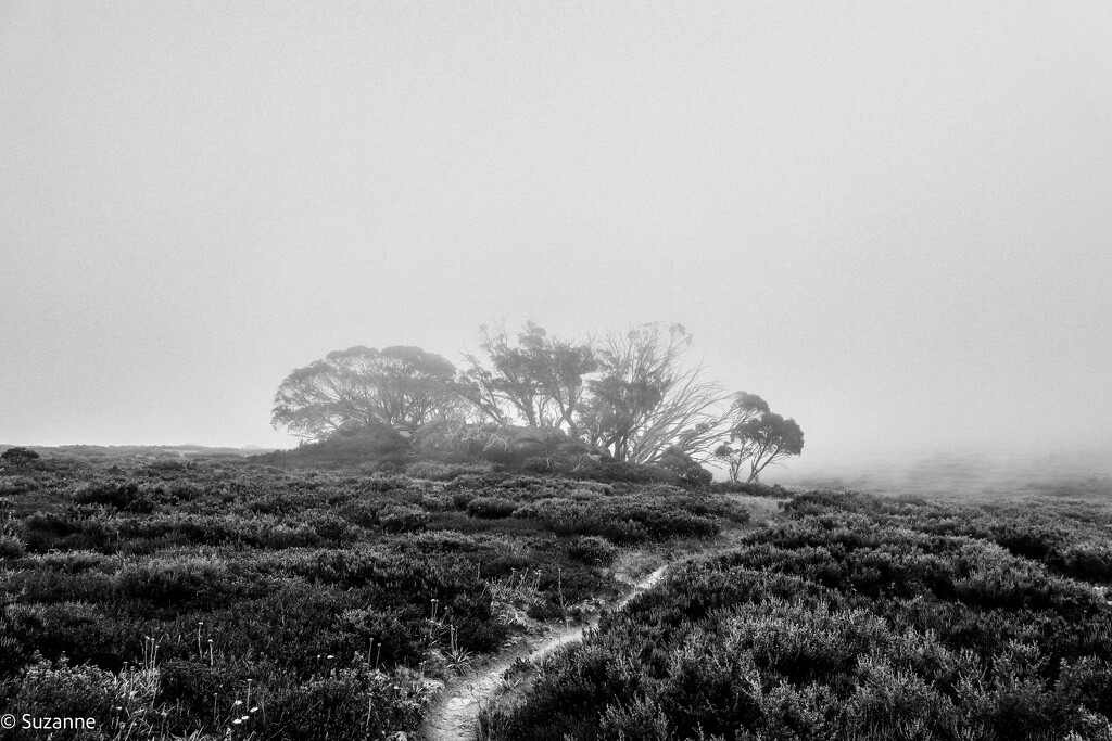 Misty day on Heathy Spur  by ankers70