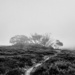 Misty day on Heathy Spur  by ankers70