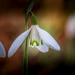 Snowdrops by cdcook48