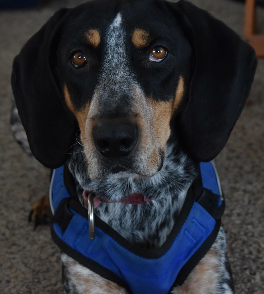 Our Blue Tick Coonhound, Trapper by bjywamer
