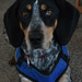 Our Blue Tick Coonhound, Trapper by bjywamer