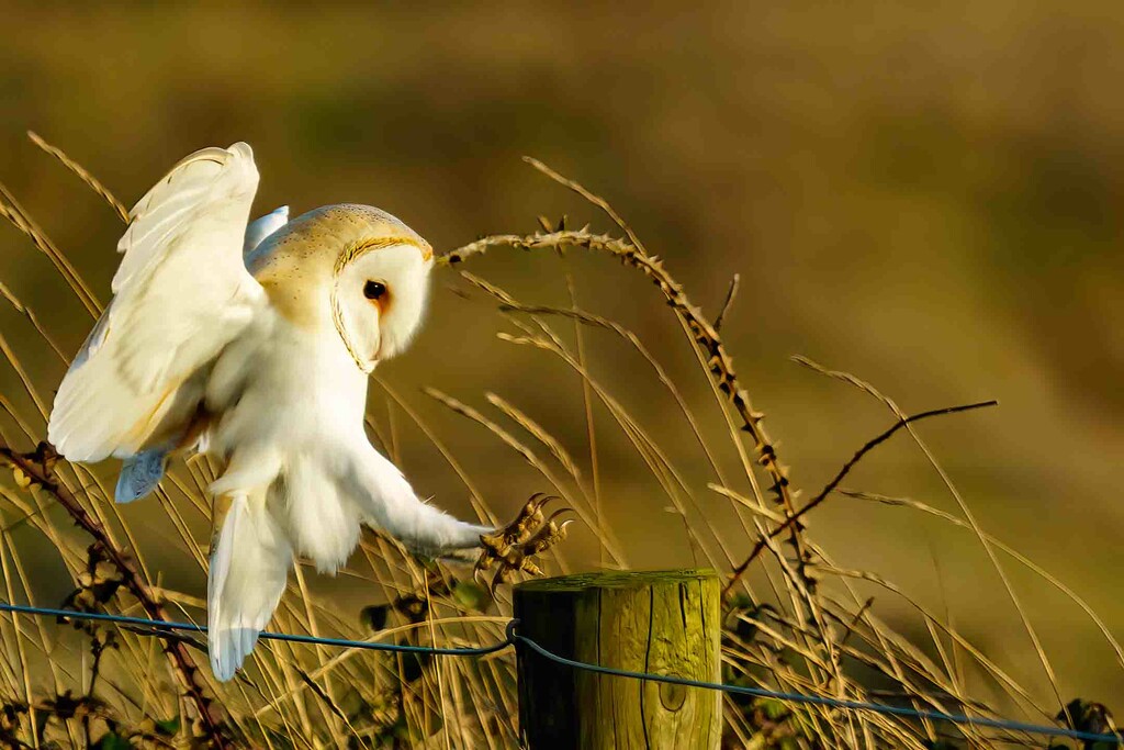 Barn Owl  by padlock